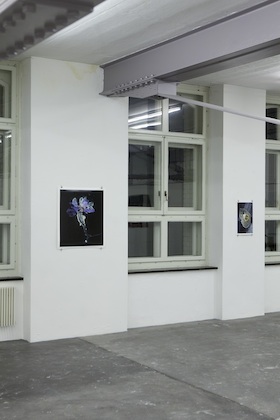 Lorenz Schmid: Viola alata aperta, 2012 / Gemma paludis, 2012